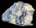 Vibrant Blue Kyanite Crystal In Quartz - Brazil #56926-1